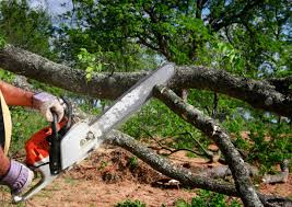 Why Choose Our Tree Removal Services in St Francis, WI?